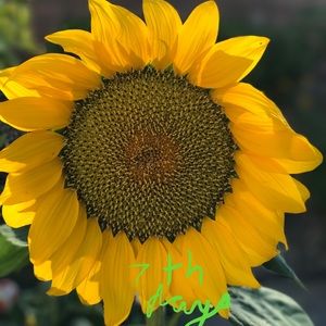 Meet your Posher, Sally